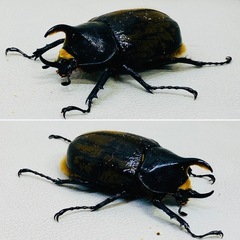 【商談成立】ヘラクレスオオカブト 70.1ミリ　チビ オス単品の画像