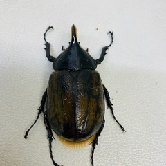 【商談成立】ヘラクレスオオカブト 70.1ミリ　チビ オス単品の画像