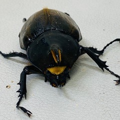 【商談成立】ヘラクレスオオカブト 70.1ミリ　チビ オス単品の画像