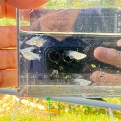 メダカ　幹之ダルマ　3ペアの画像