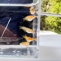 メダカ　朱天皇ダルマ　3ペアの画像