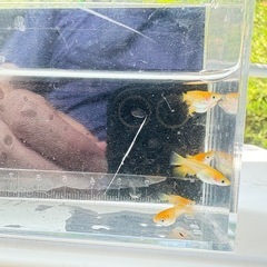 メダカ　朱天皇ダルマ　3ペアの画像