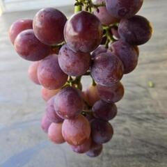 ぶどう （ピオーネ2kg）の画像