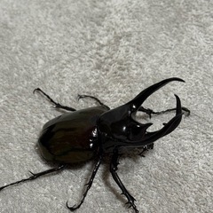 タイリクコーカサス(116mm)WF1ペアの画像