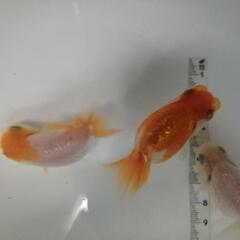 ☆らんちゅう① 6.0cm前後 3匹 の画像