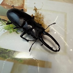 ギラファノコギリクワガタ　ケイスケ♂単品の画像