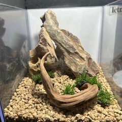 【価格固定】004 気孔石レイアウトセット（気孔石と流木のみ）の画像