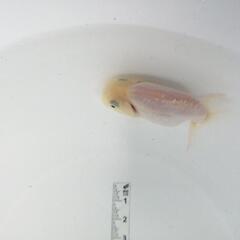 ☆らんちゅう③ 7.0cm前後 1匹 の画像