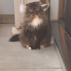スコティッシュ