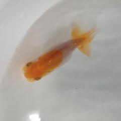 ☆らんちゅう④ 8.0cm前後 1匹 の画像
