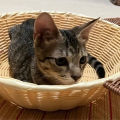 4月生まれ　キジ　♂