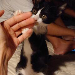 猫エイズ、猫白血病ウイルスともに陰性確認済、予防接種打っていただきました　タキシード　オス - 猫