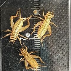 ヨーロッパイエコオロギ　13㎜～18㎜　50匹＋αの画像