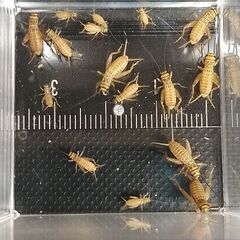 ヨーロッパイエコオロギ  5㎜～12㎜  50匹＋αの画像