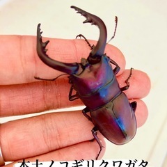 🌈昆虫対面販売イベント開催✨わいわい市藤沢店✨ − 神奈川県