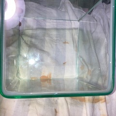 KOTOBUki観賞用水槽の画像
