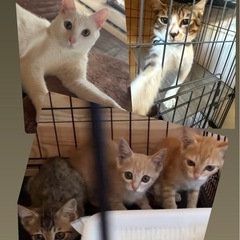 可愛すぎる猫たち♡生後2ヶ月〜1歳まで！