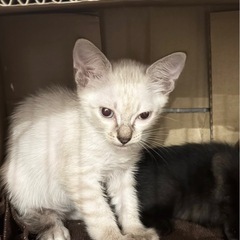 慎重派シャム系男子 - 猫