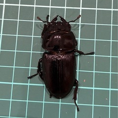 【ネット決済 配送可】 能勢YG 国産オオクワガタ ペア+雌1匹 78.7  50.7 50.3の画像