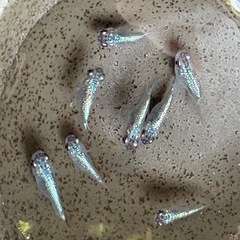 西郷めだか様ブリード個体ユリ王ダルマ(希少
)若魚1ぺアの画像