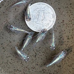 西郷めだか様ブリード個体ユリ王ダルマ(希少
)若魚1ぺアの画像
