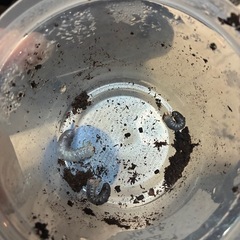 外国産カブトムシ　ヘラクレス
・ヘラクレス幼虫の画像