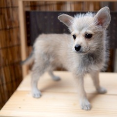 MIX犬 ポメシュナ 女の子