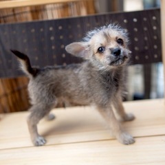 MIX犬 ポメシュナ 男の子