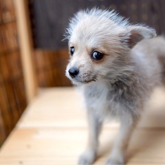 MIX犬 ポメシュナ 女の子