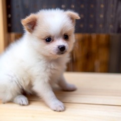 MIX犬 ポメチワ 男の子