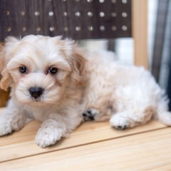 MIX犬 マルプー 男の子