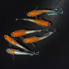 【完売🙇‍♂️】メダカ🐟レッドクリフ紅白✨まとめ買い🈹&特典🎁あり