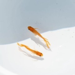 メダカ🐟パーティードレス✨の画像