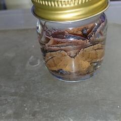 タゴガエル 標本 死骸の画像