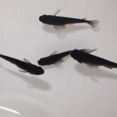メダカ　オロチ４ペア（若魚）　メス4匹とも産卵中の画像