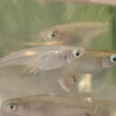 【無料】メダカの赤ちゃん針子10匹(予備含め12匹)の画像