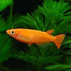 🉐🉐🉐メダカ🐟楊貴妃✨まとめ買い🈹&特典🎁ありの画像