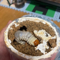 オオクワガタ✨チャリティー販売開始‼️の画像