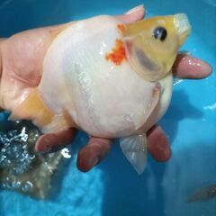 金魚　玉サバ　キャリコ玉サバ　水槽の画像