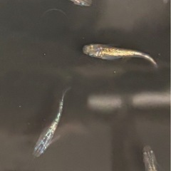 メダカネプチューン【幼魚】の画像