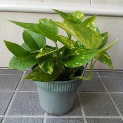 マーブルポトス 観葉植物 ①の画像