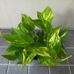 マーブルポトス 観葉植物 ①の画像