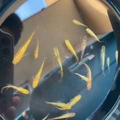 メダカ　サンシャイン　まとめての画像