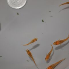 メダカ　五式タイプR稚魚　13匹の画像