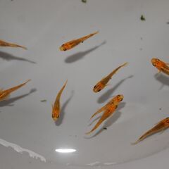 メダカ　五式タイプR稚魚　13匹の画像