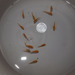メダカ　五式タイプR稚魚　13匹の画像