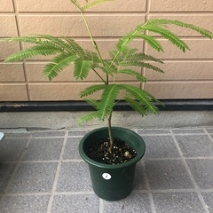 エバーフレッシュ　ミニ① 観葉植物⑩　グリーンの画像