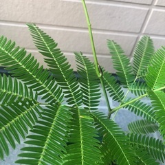 エバーフレッシュ　ミニ① 観葉植物⑩　グリーンの画像