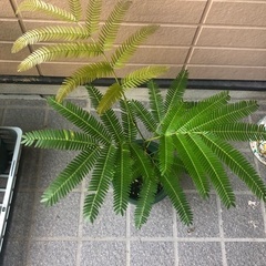 エバーフレッシュ　ミニ① 観葉植物⑩　グリーンの画像