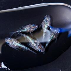 🌟本日メダカ販売いたします🌟の画像